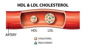 Bản chất của LDL cholesterol và HDL cholesterol